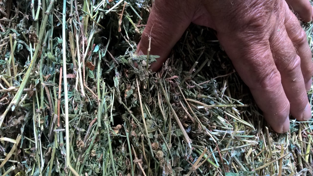 Lucerne Horse Hay Hay & Fodder Lucerne Hay For Sale